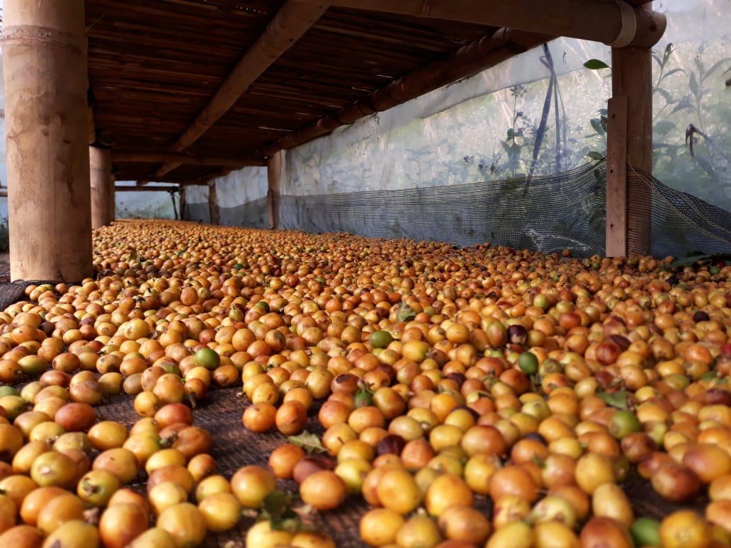 Foto Insan Agro 1