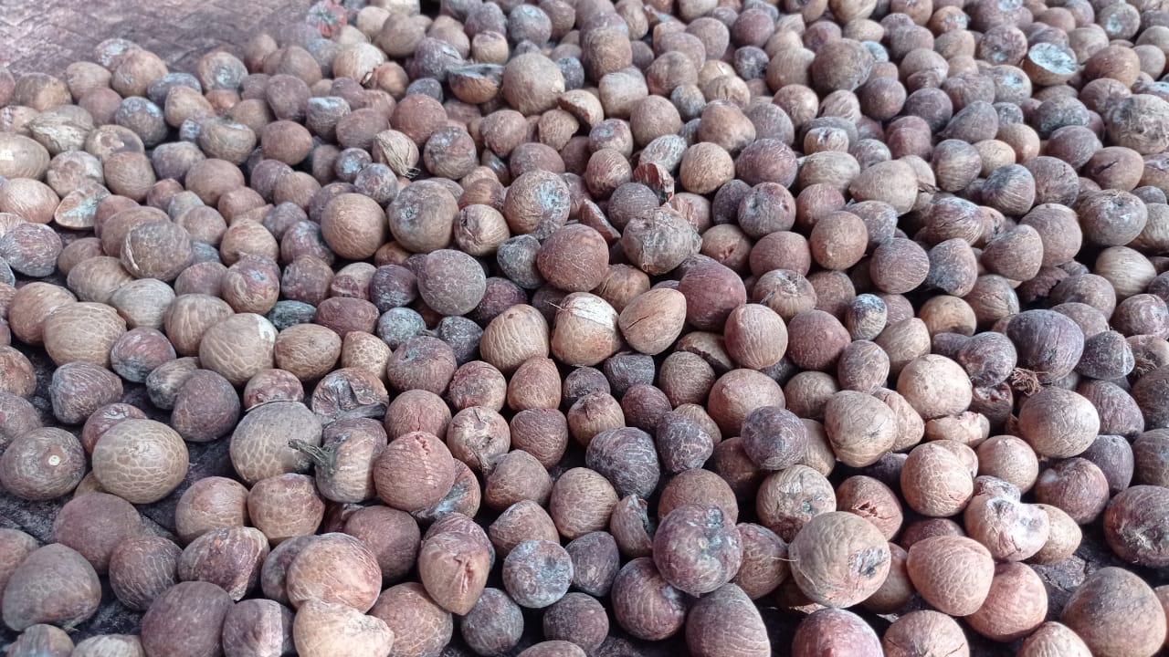 Foto Insan Agro 6