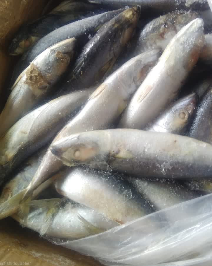 Foto Fish ID 1