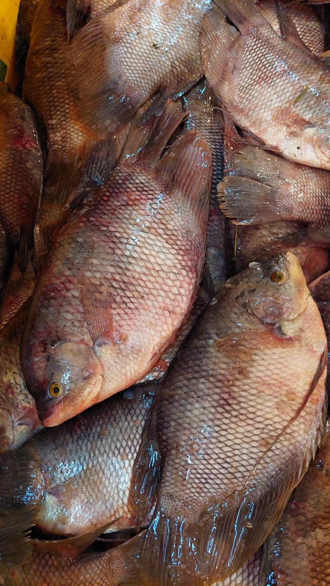 Foto Fish ID 5
