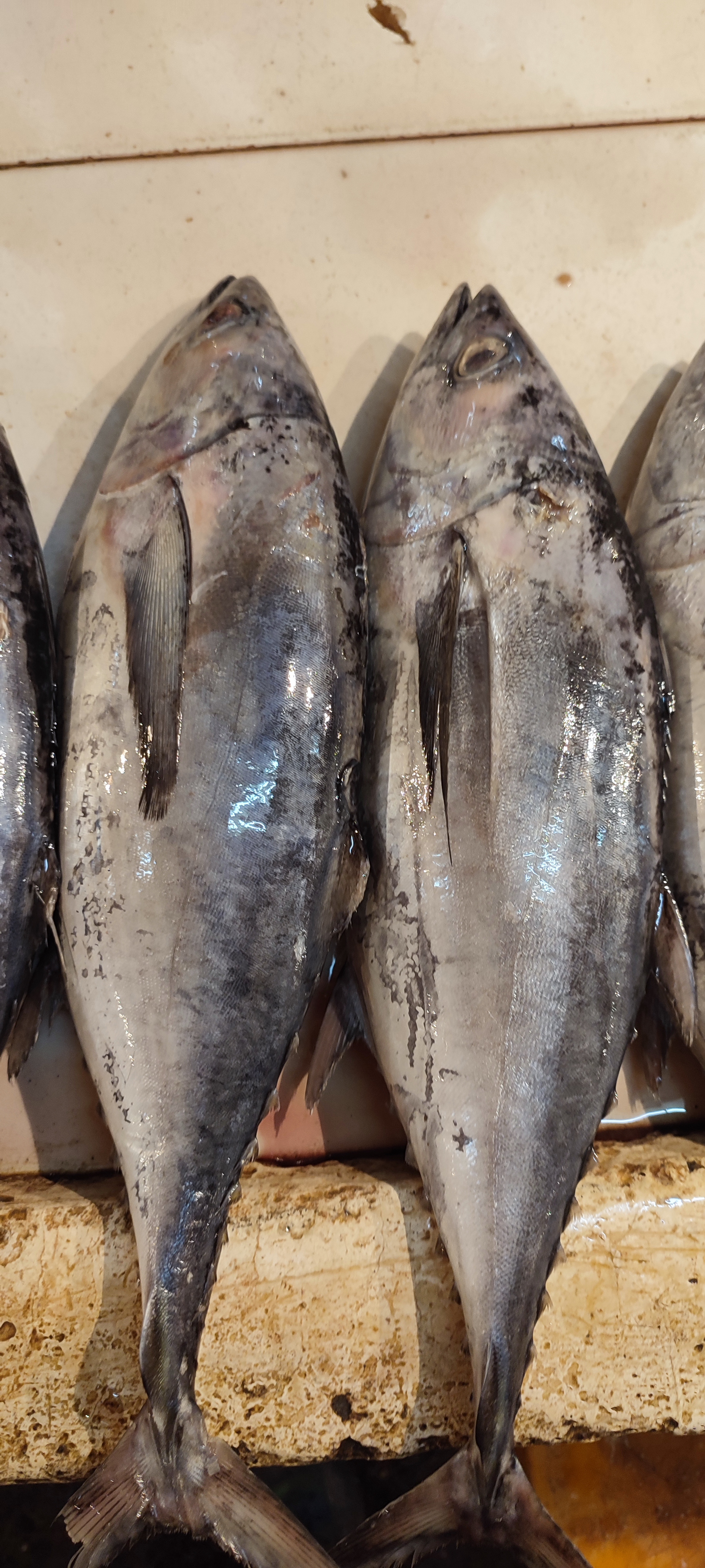 Foto Fish ID 10